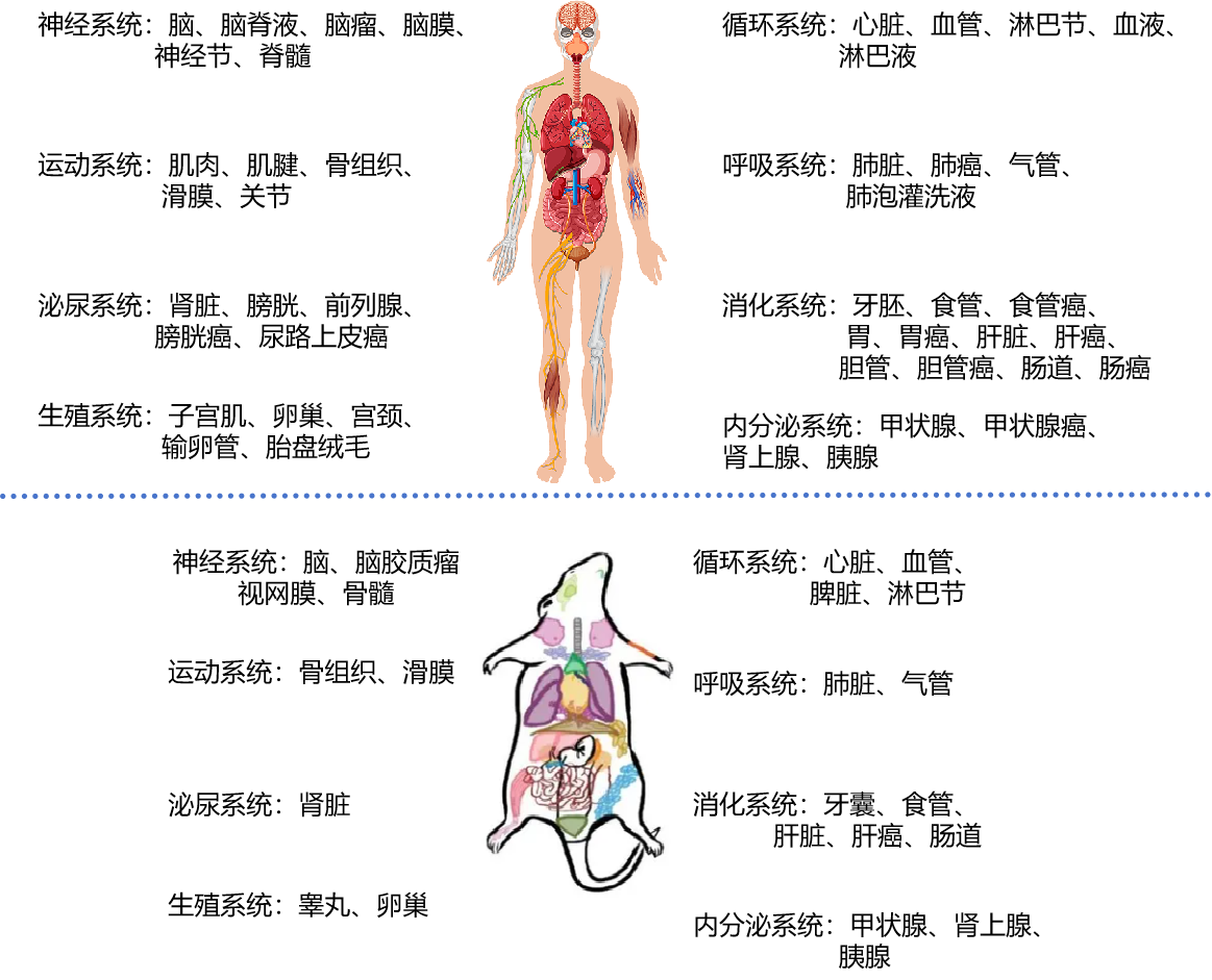 人鼠解离经验.png