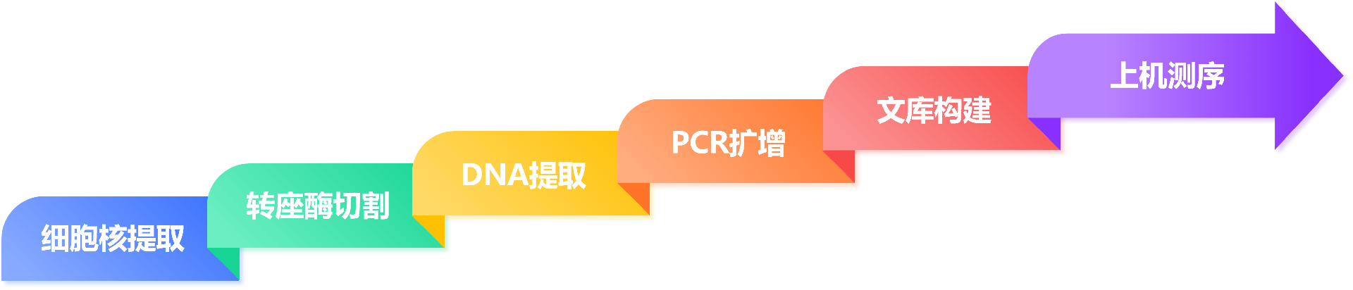 ATAC实验流程.png