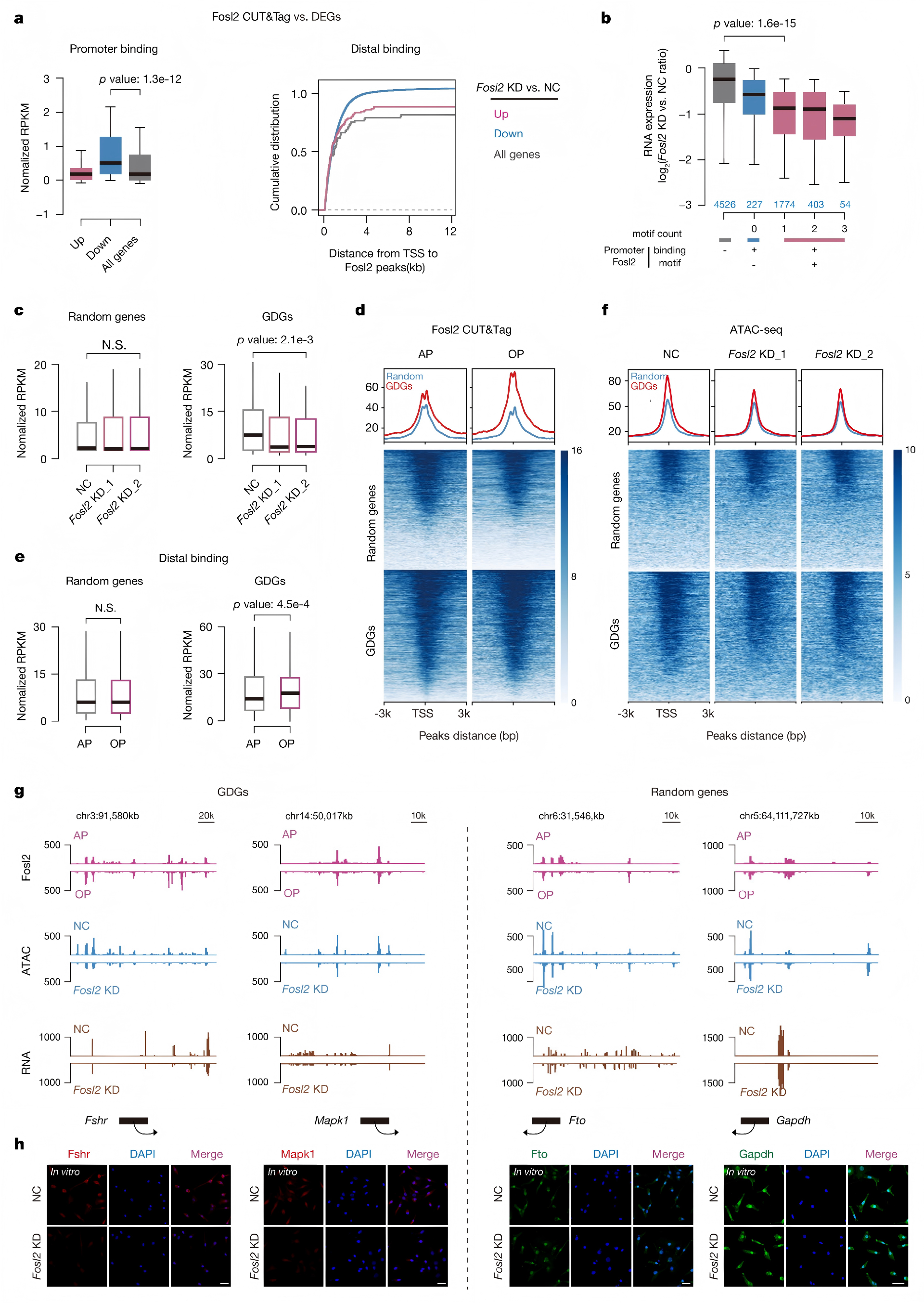 ATAC+CUT&tag+mRNA+scRNA_09.png