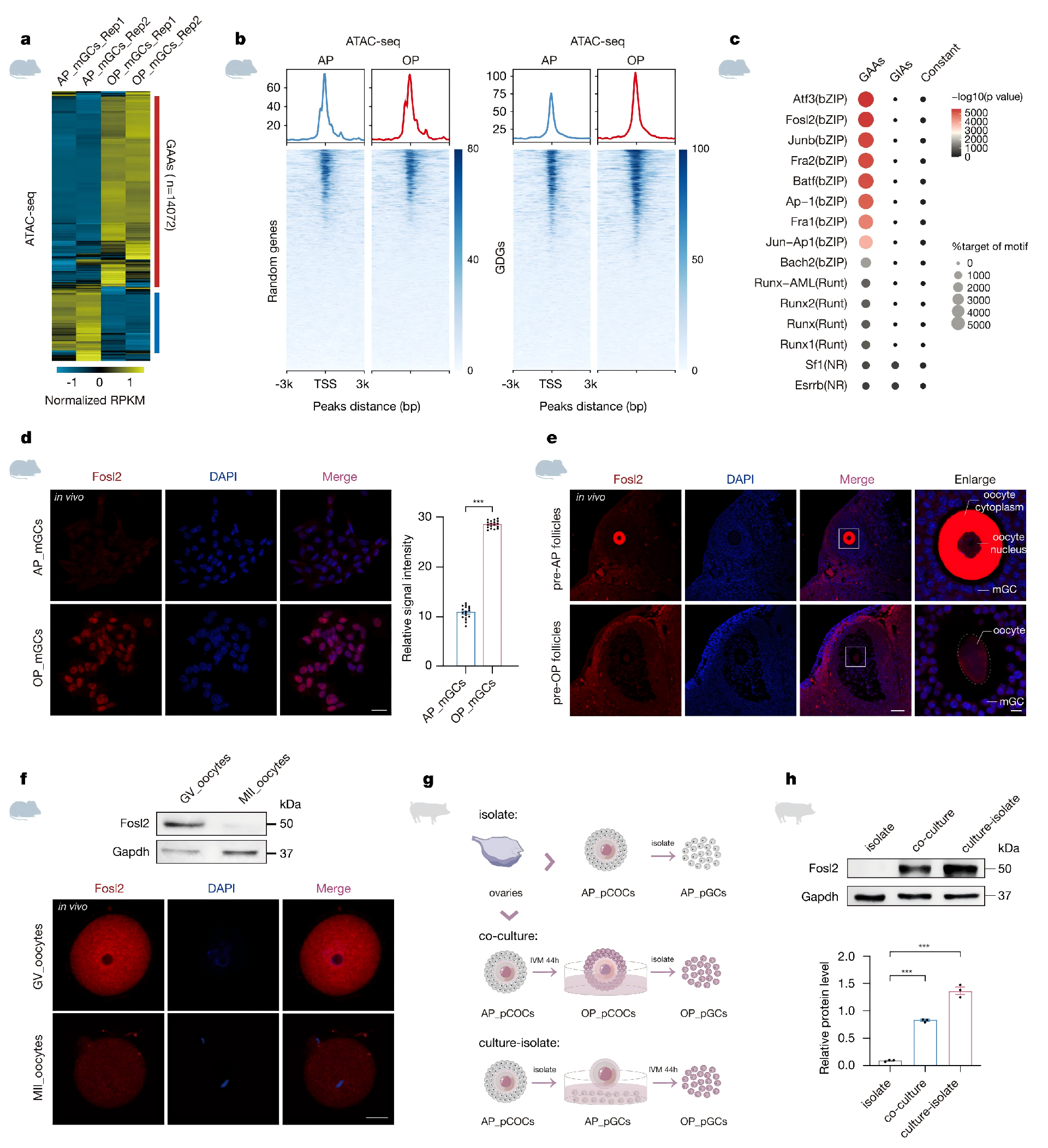 ATAC+CUT&tag+mRNA+scRNA_11.png