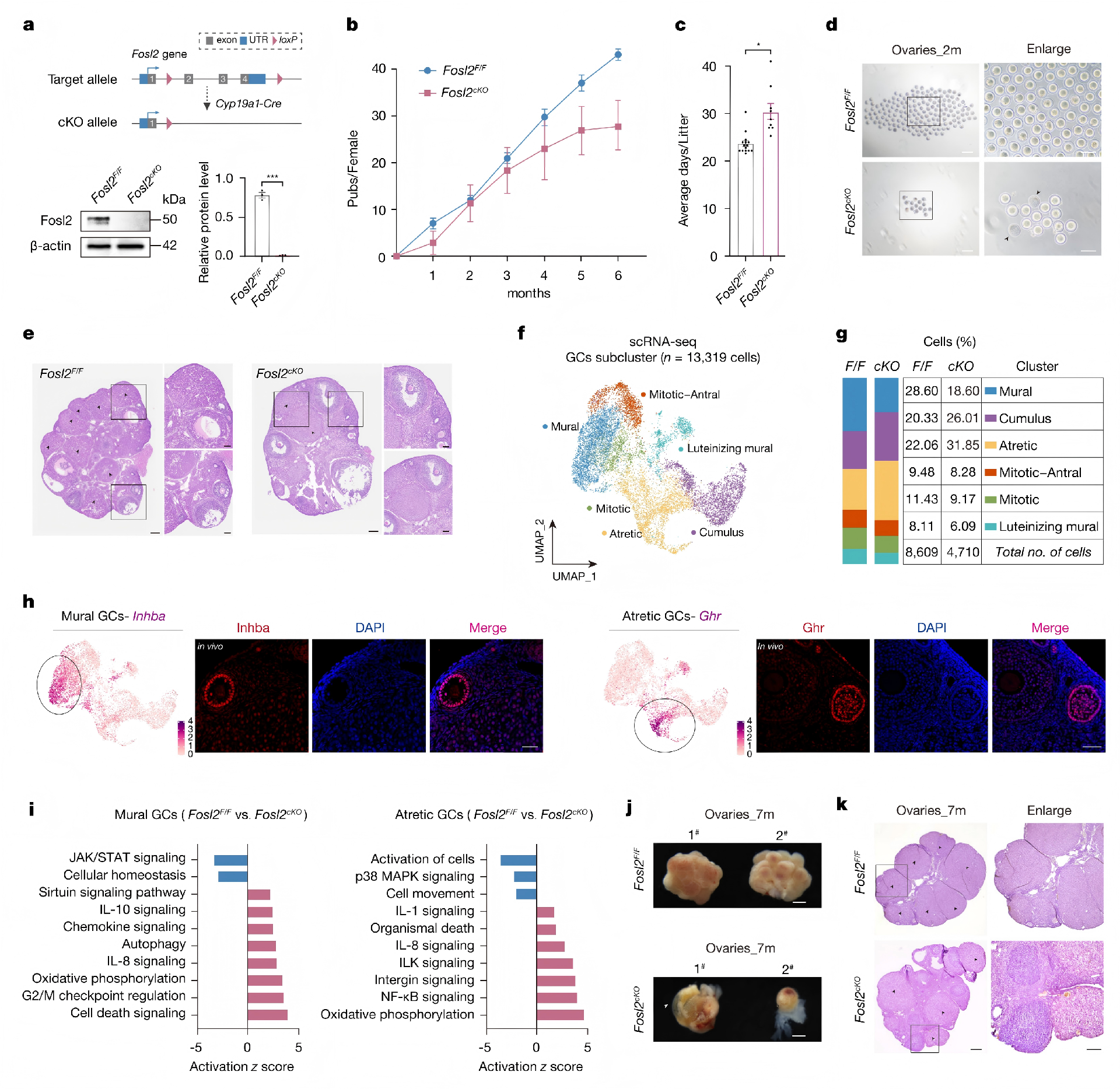ATAC+CUT&tag+mRNA+scRNA_12.png