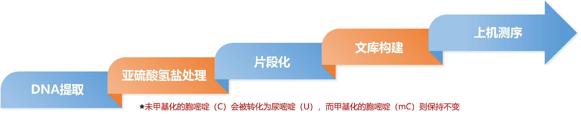 WGBS实验流程.png